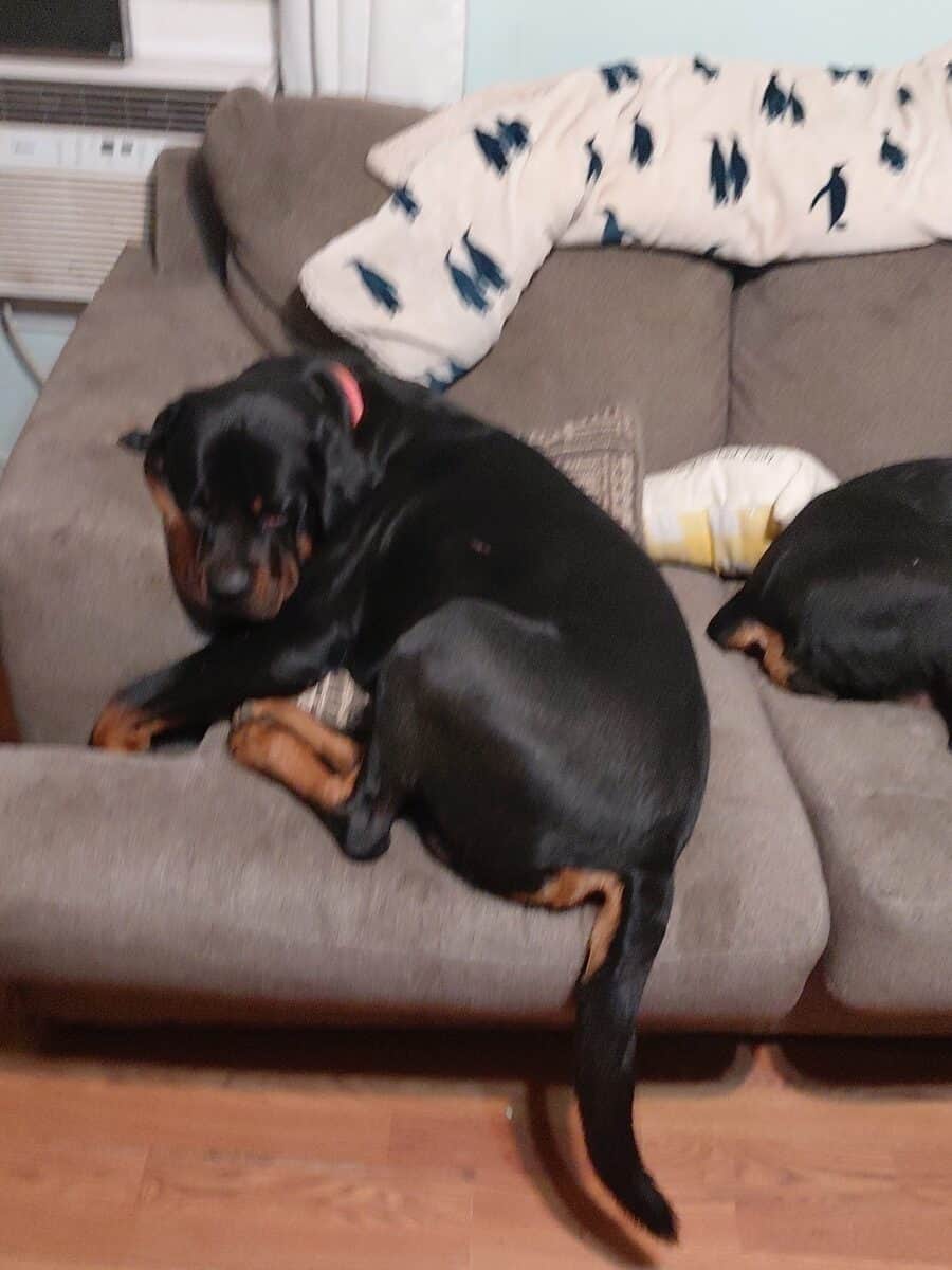 Rottweiler puppies 11 weeks have mom and d image 2