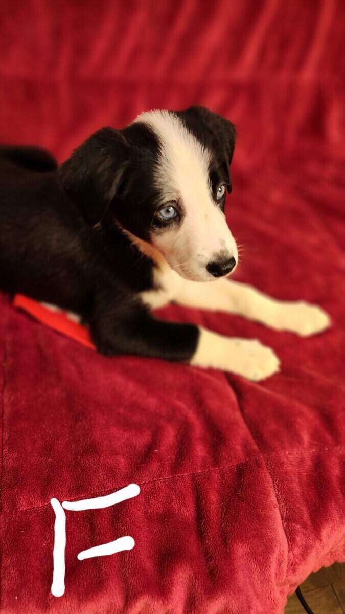 Aussie/ Collie image 2