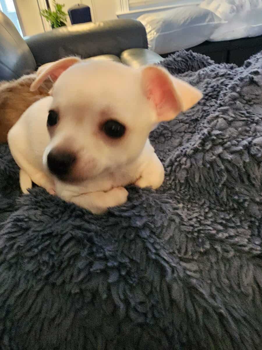 MALE CHIHUAHUA PUPPY image 2