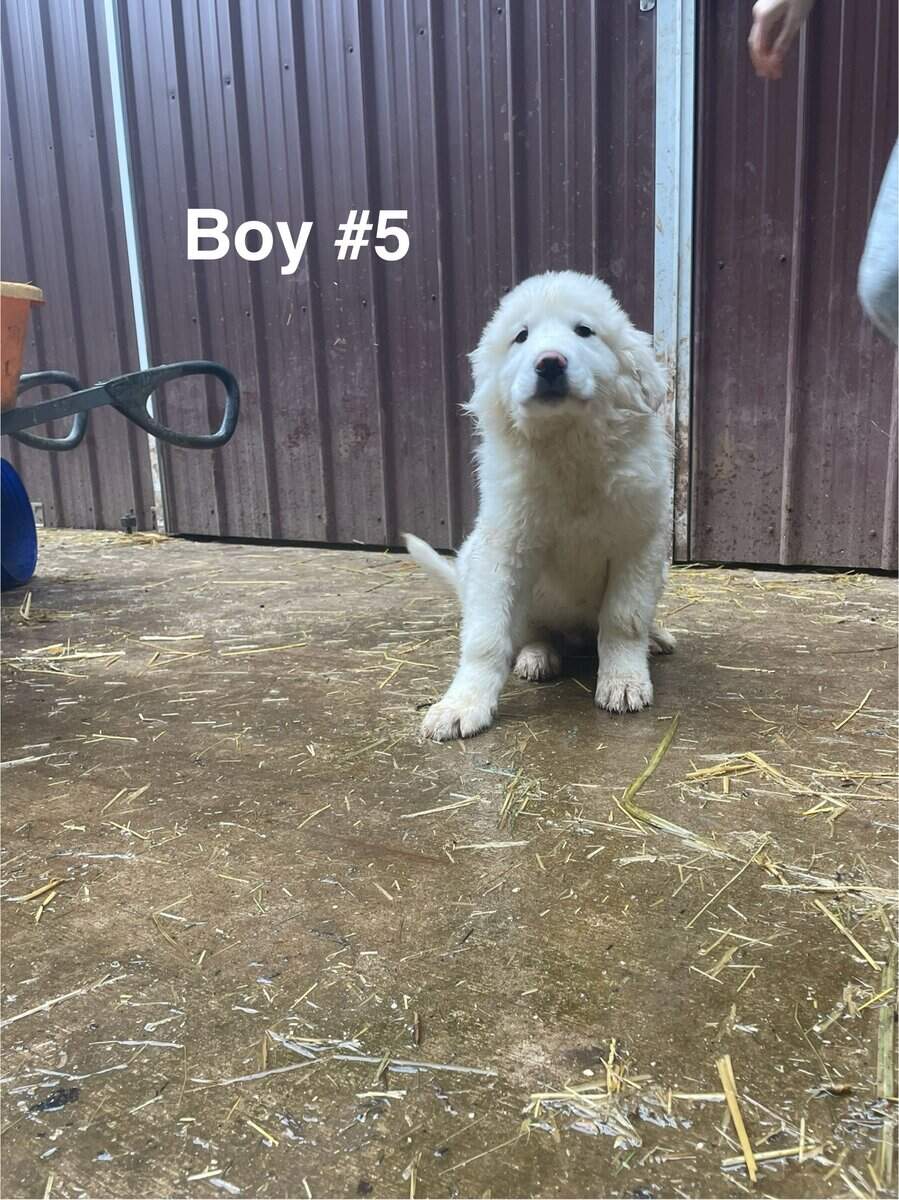 Great Pyrenees puppies image 7