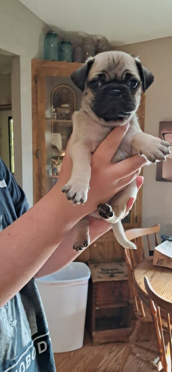 Pug puppies image 3
