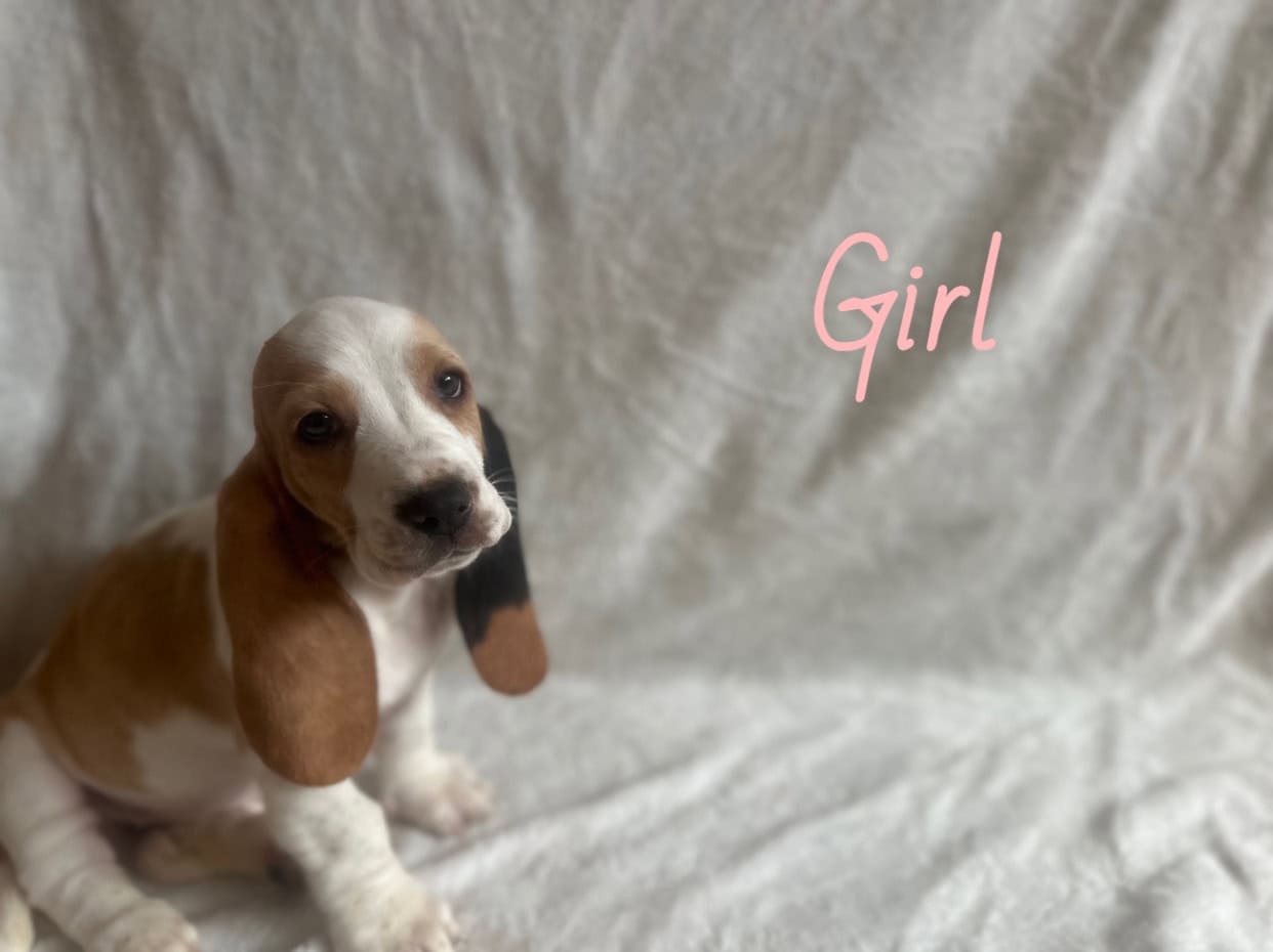 Purebred Basset Puppies image 7