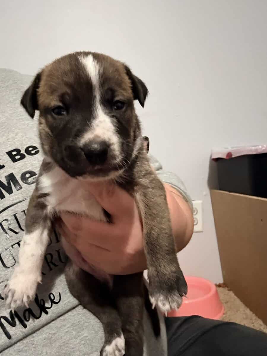 Male Puppies image 8