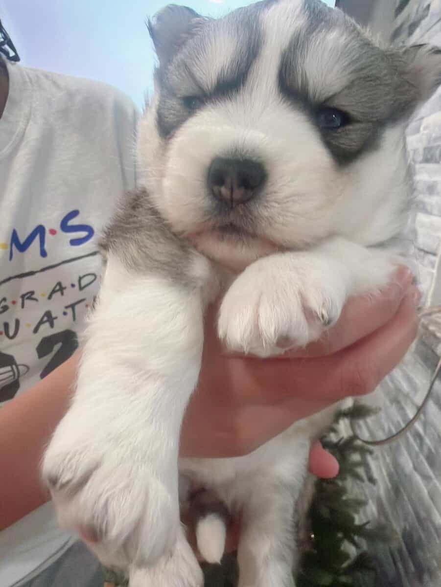 I got three females siberian Huskies image 5