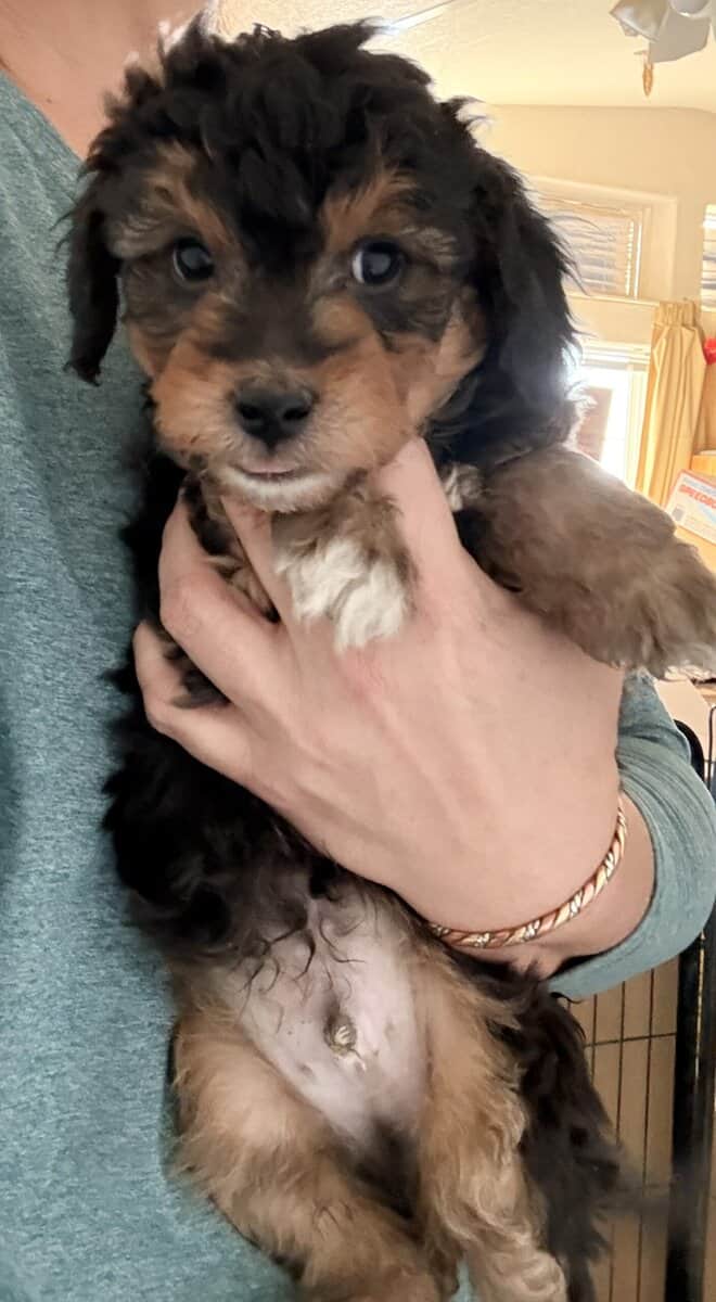 Aussiedoodle image 3