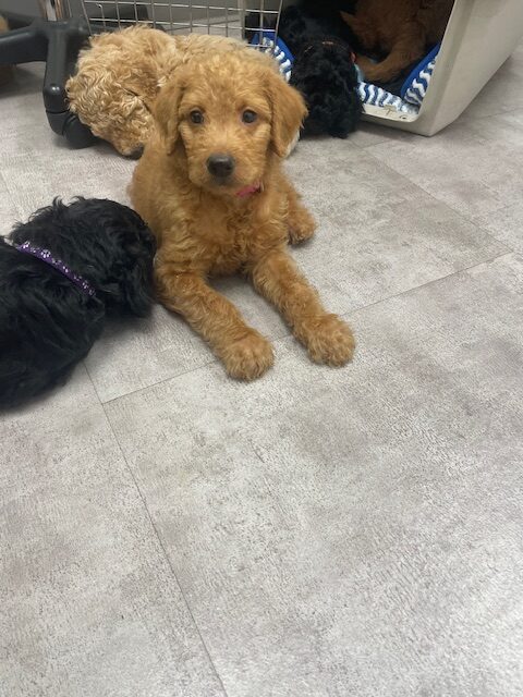 Doodle puppies ready for furever homes. image 15