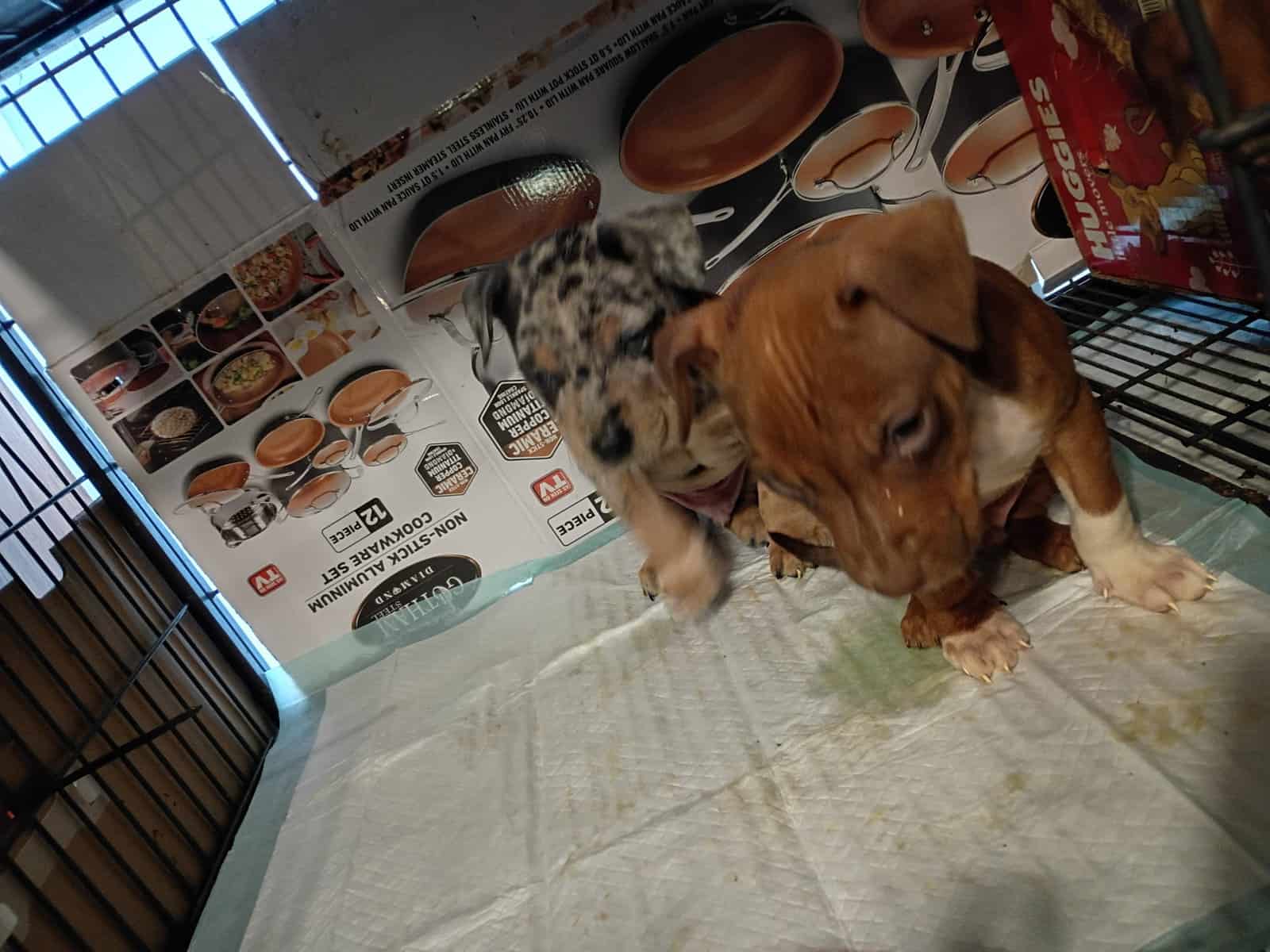 Pitbulls puppy 1 girl and 3 boys left image 8