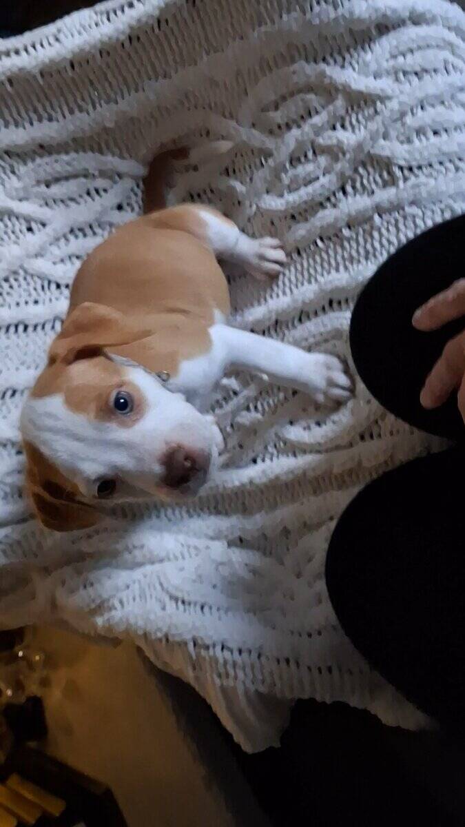 American Pit Bull Terrier Puppies Available image 6