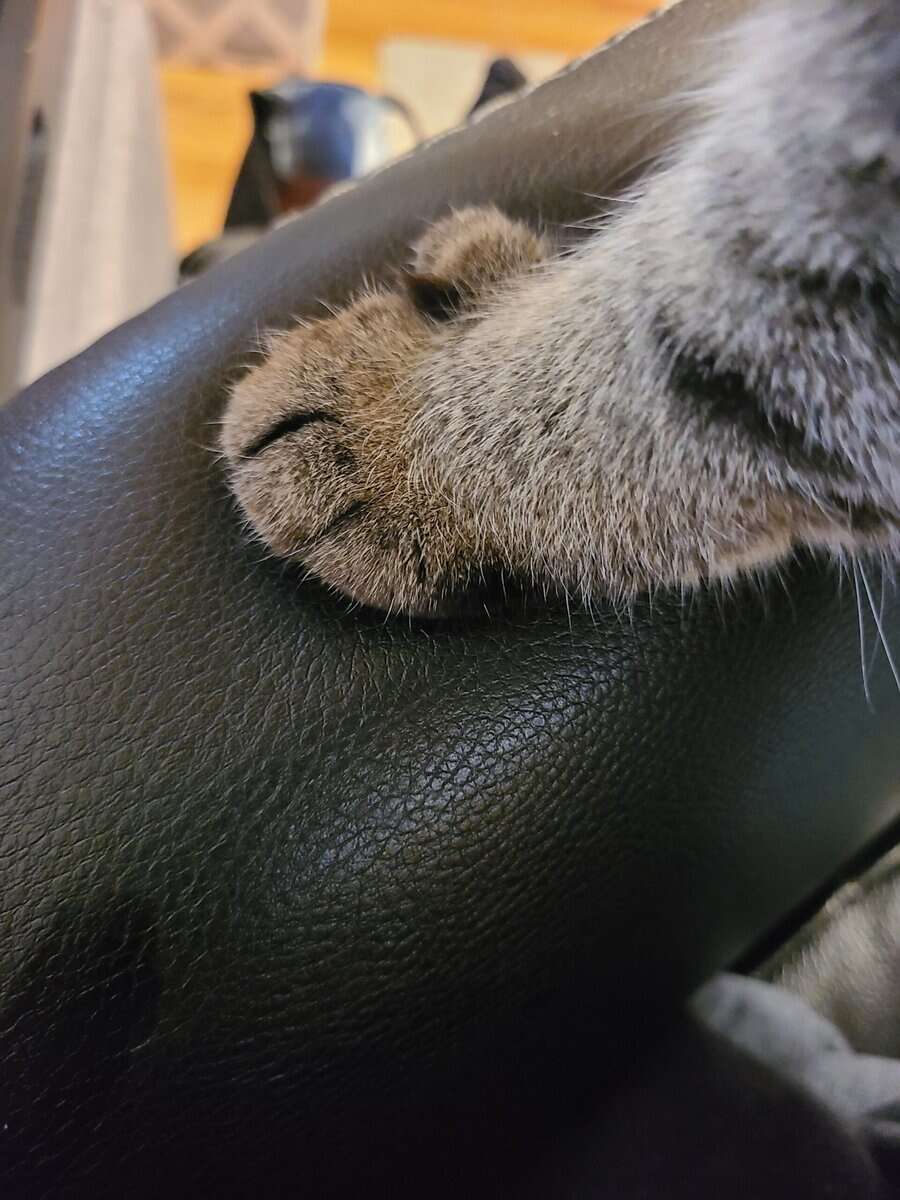 Free cat looking for a new forever home. image 5