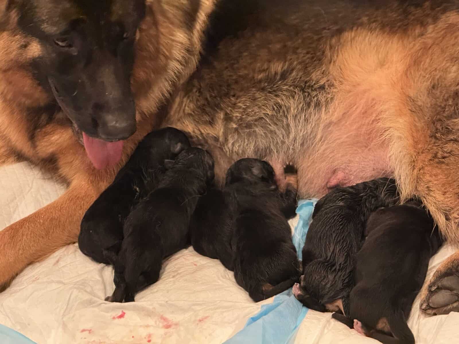 AKC GERMAN SHEPHERD PUPPIES-- CLASSIC DOB: 1/2/26 image 2