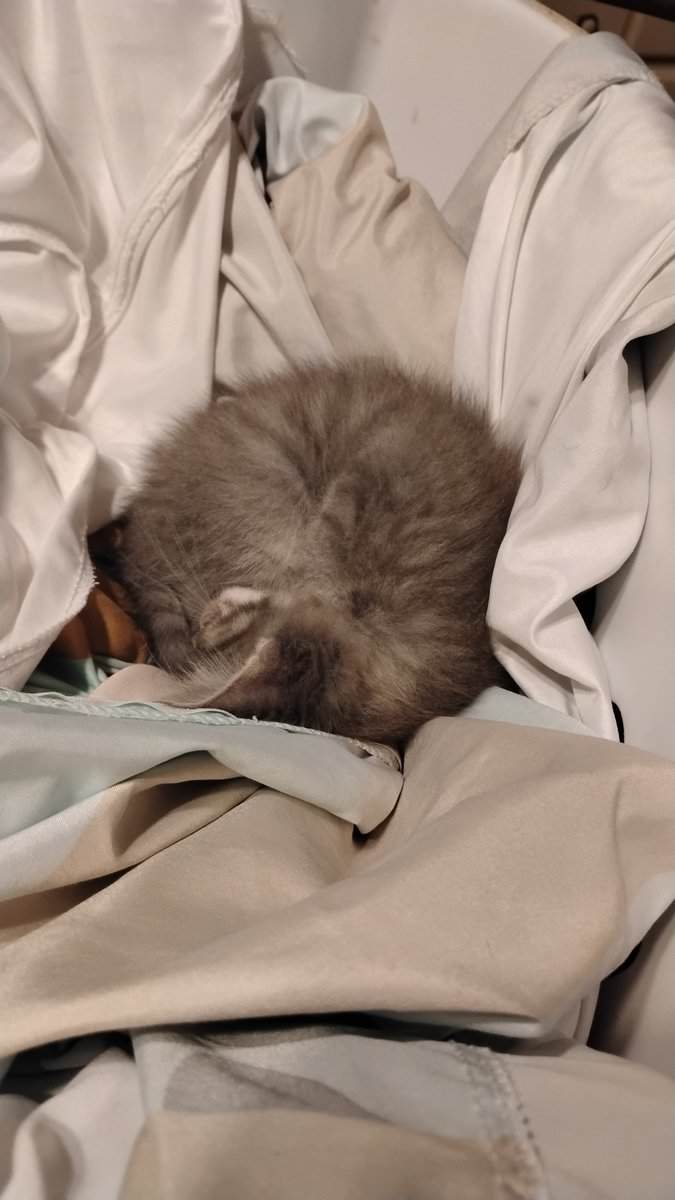 Kittens,1 male tiger cat,2 teen cats girls,2 mamma image 2