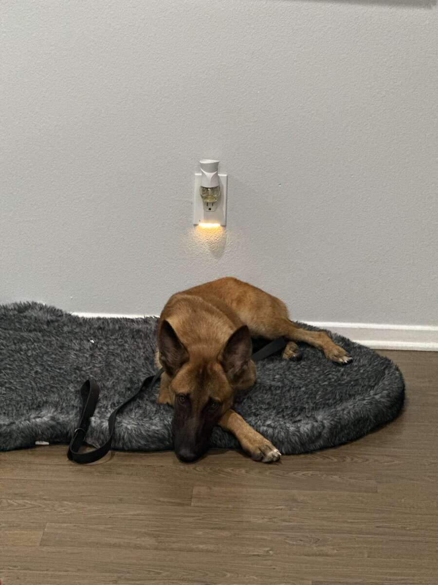 Belgian Malinois image 2