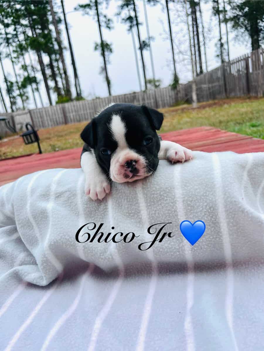 Frenchton puppies image 2