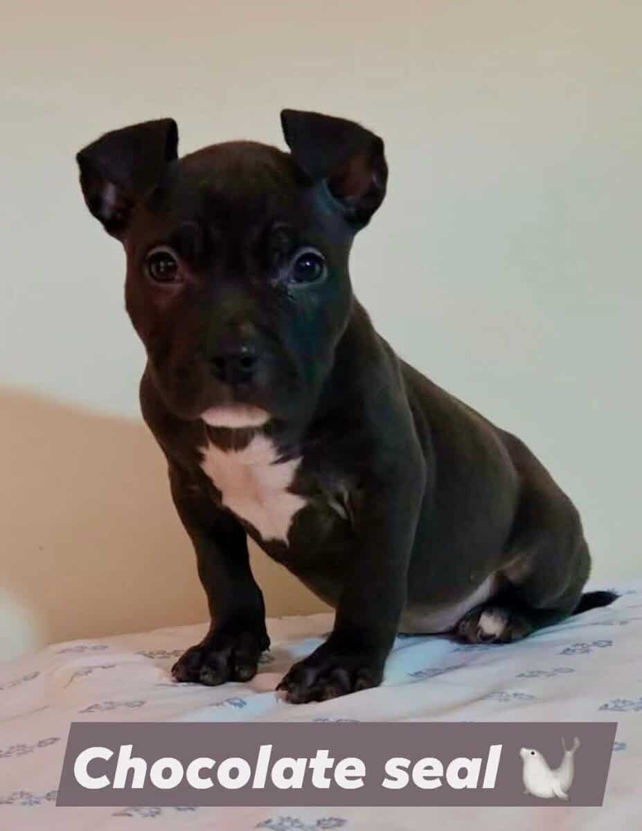 American bully puppies image 1