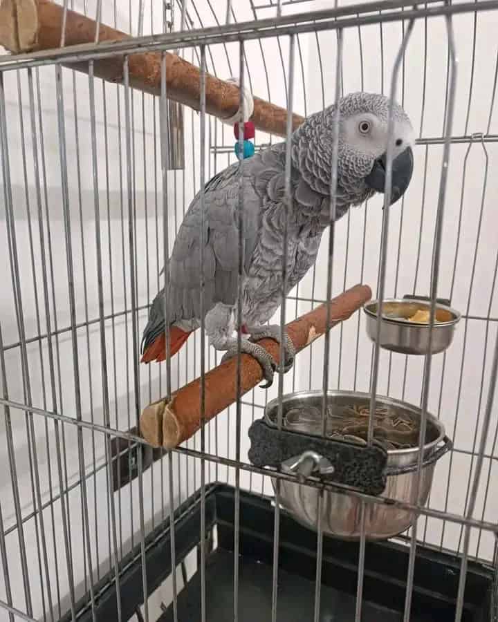 Male and female African grey Parrots Available image 2