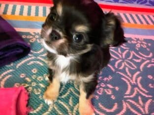 Love Bandit! ♥️ CKC Tri long hair