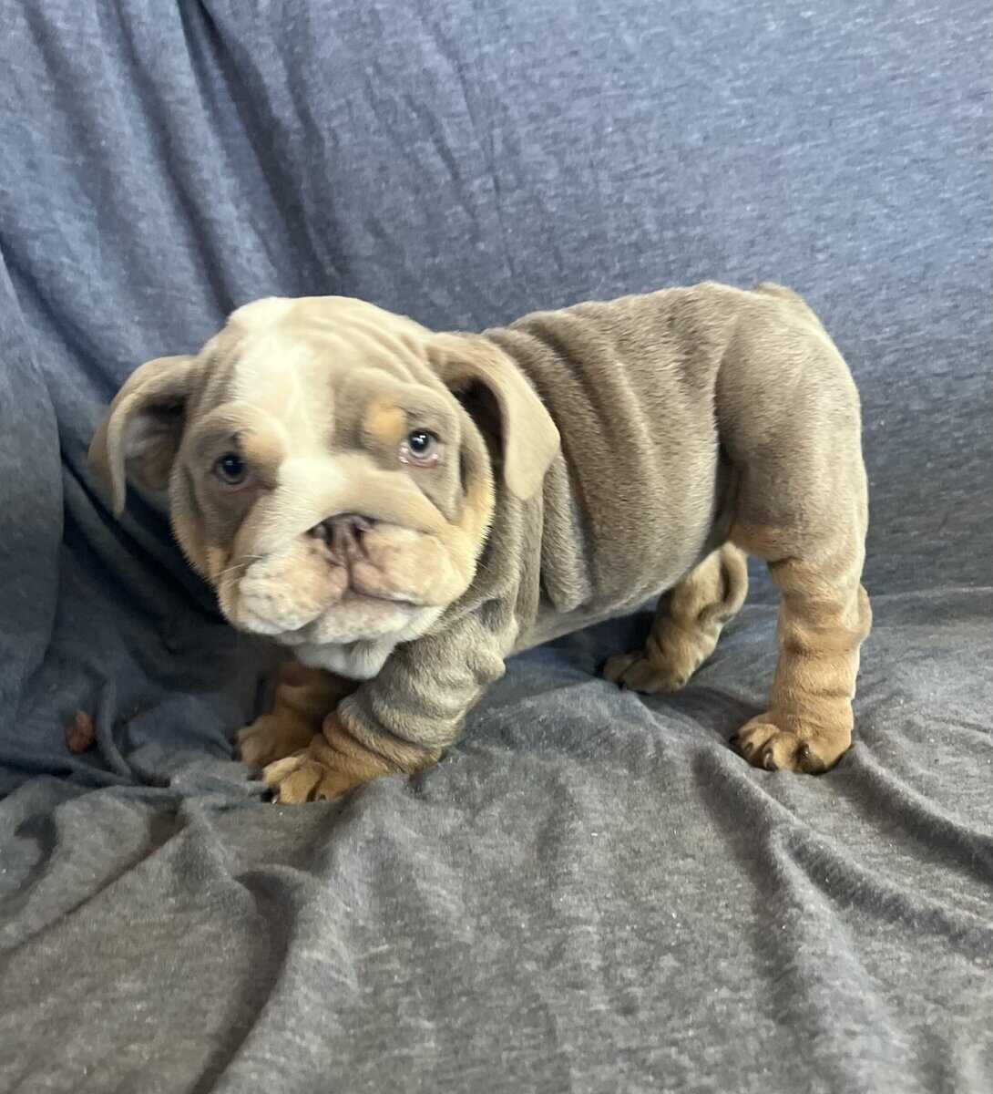 English Bulldog puppies image 2