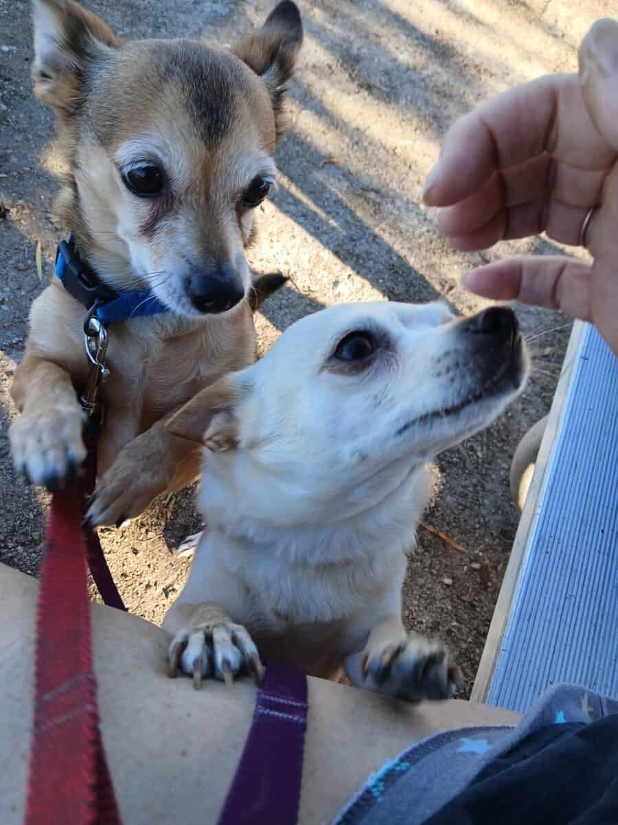 Small beautiful dog image 4