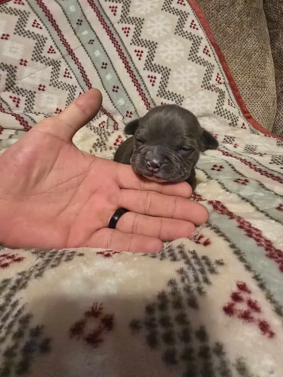 American Bully Puppies image 6