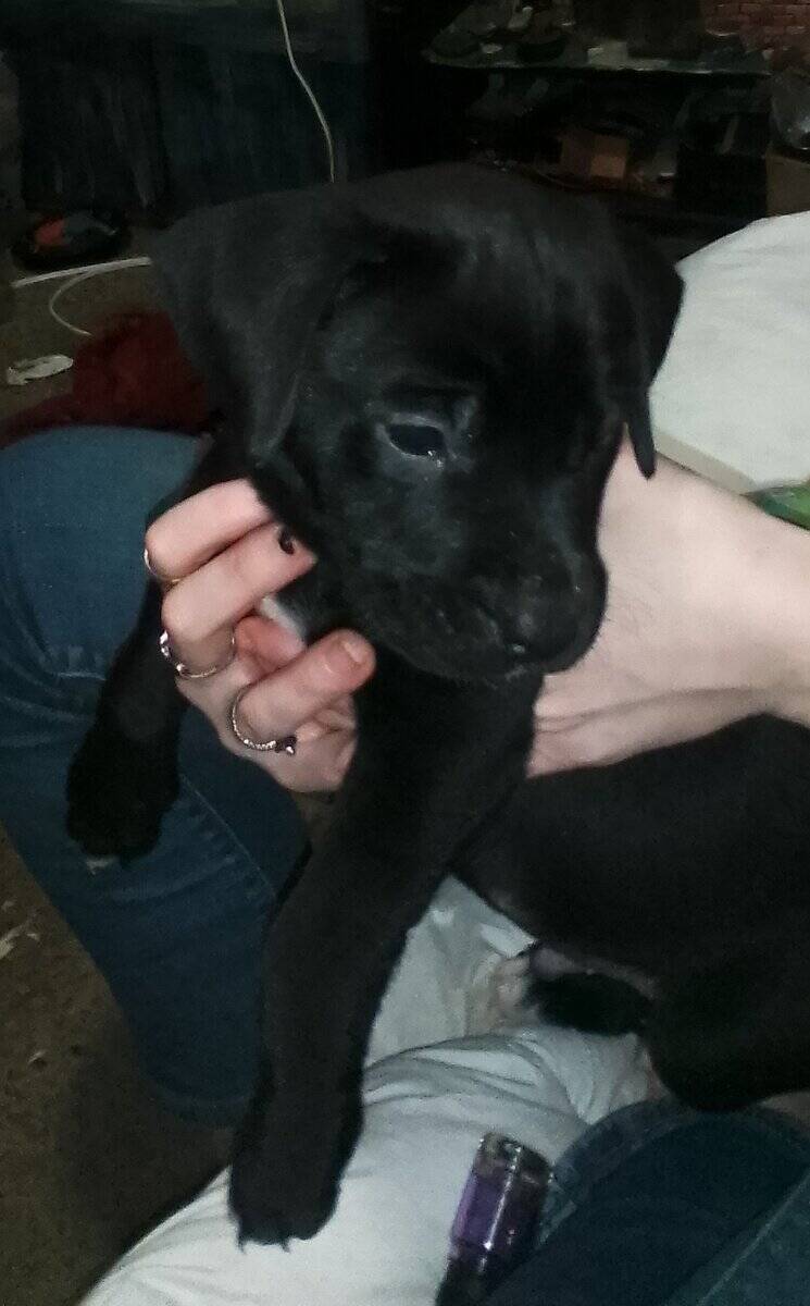 mixed lab puppies image 1