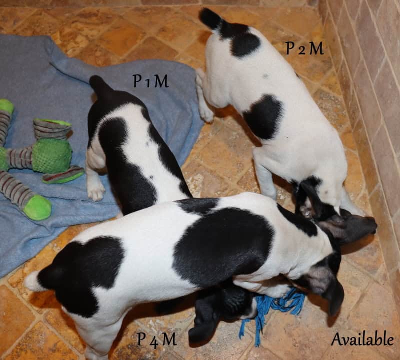 Rat Terrier Puppies (Arizona) image 3