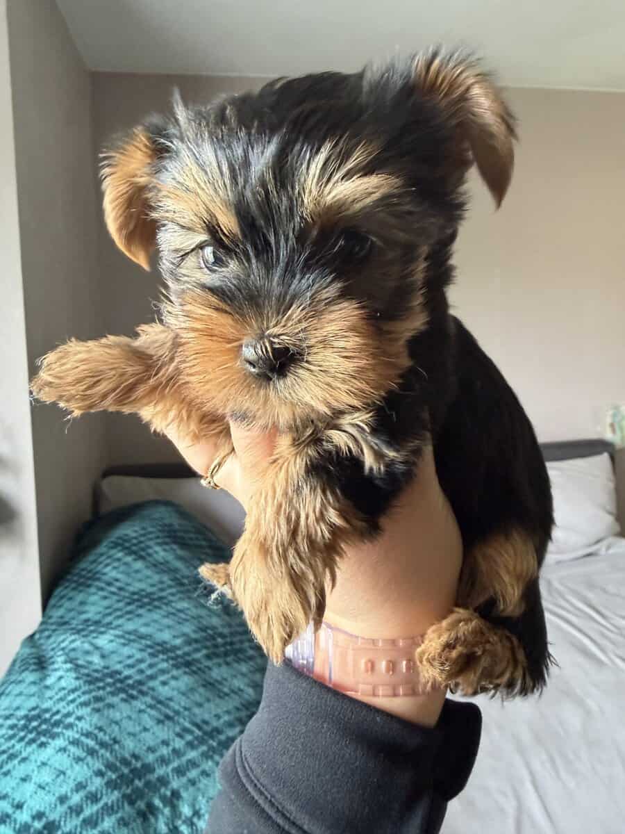 Yorkie girl 2 image 2