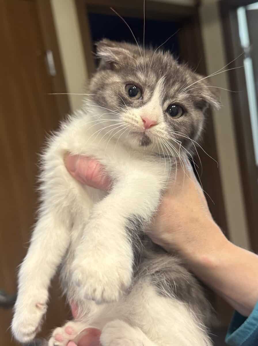 Scottish Fold Kittens – Healthy, Social, Indoor‑Ra image 2