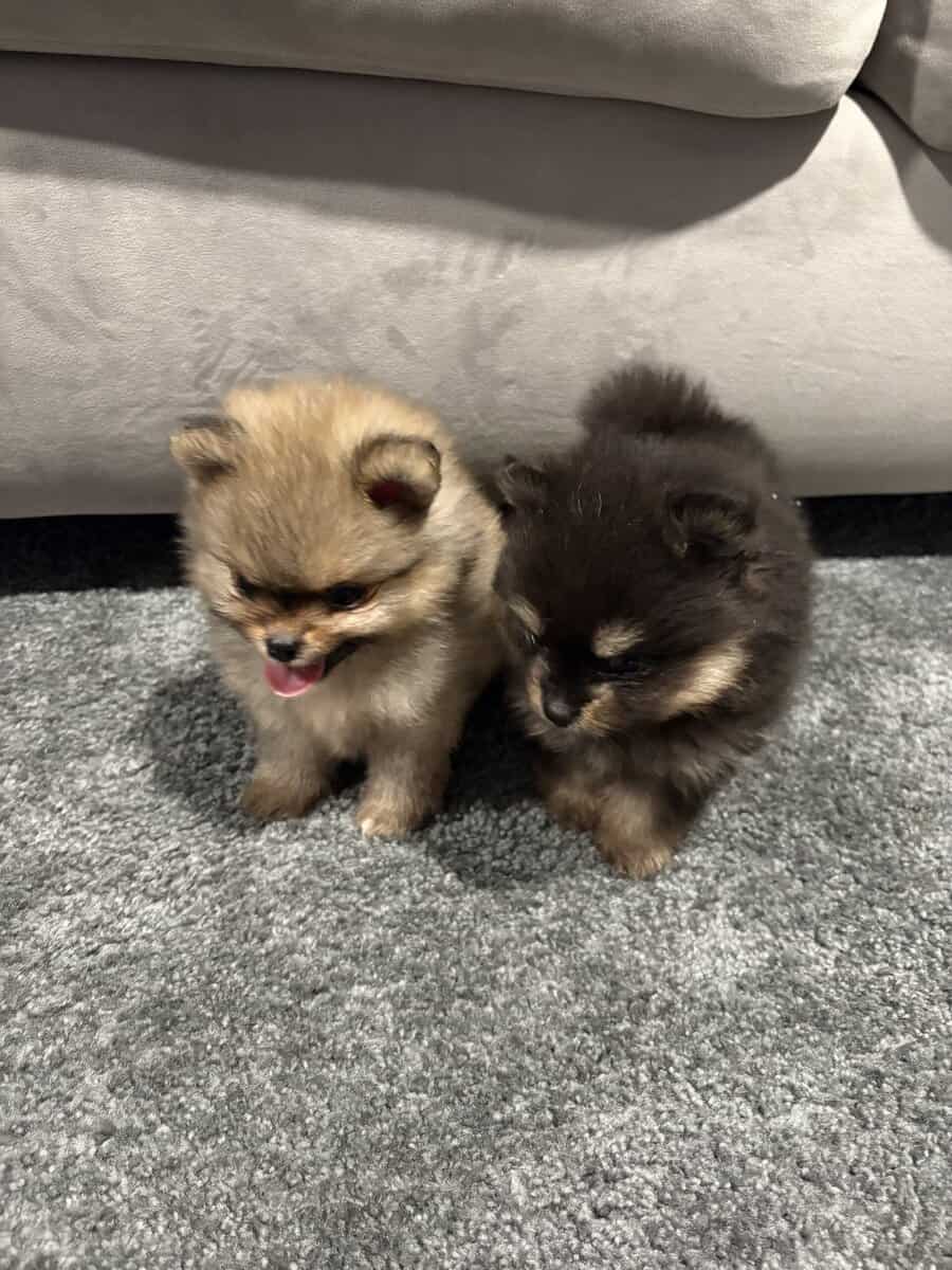 Pomeranian pups image 5