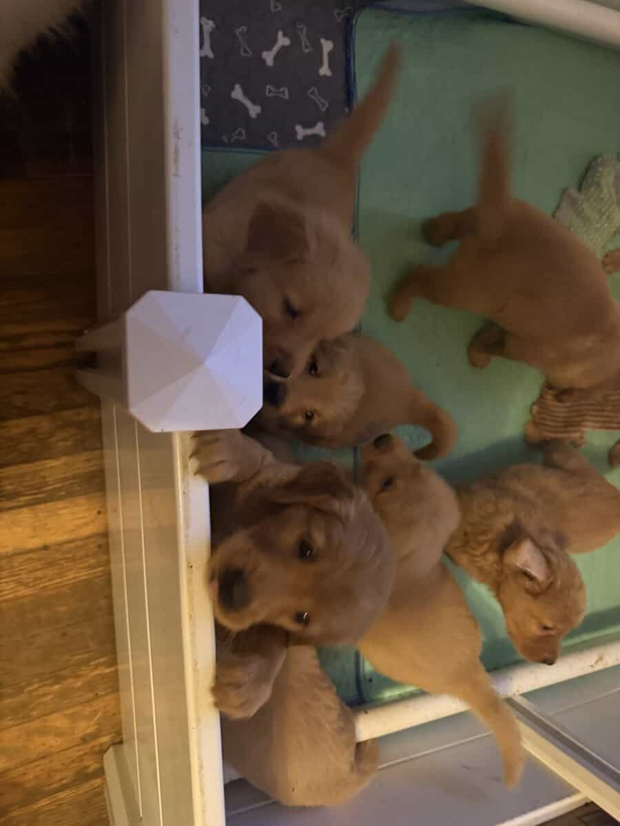 Hand Raised Golden Retrievers image 3