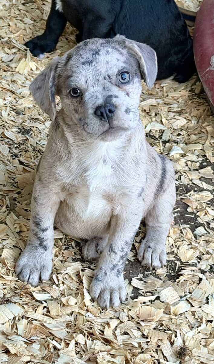 Zelda x Tiaga: Frenchador Litter image 24