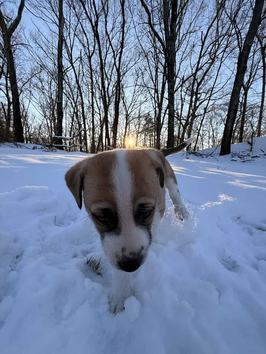 2 month old puppy image 3