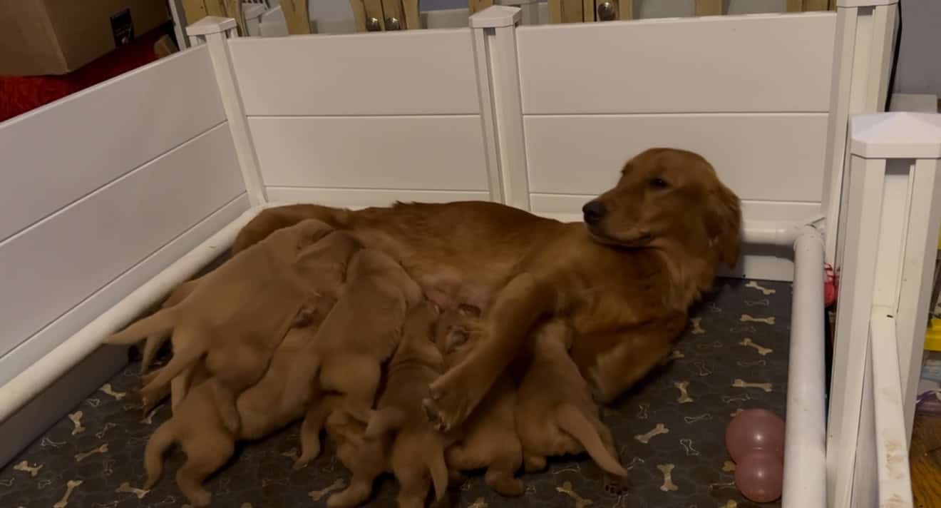 Hand Raised Golden Retrievers image 7