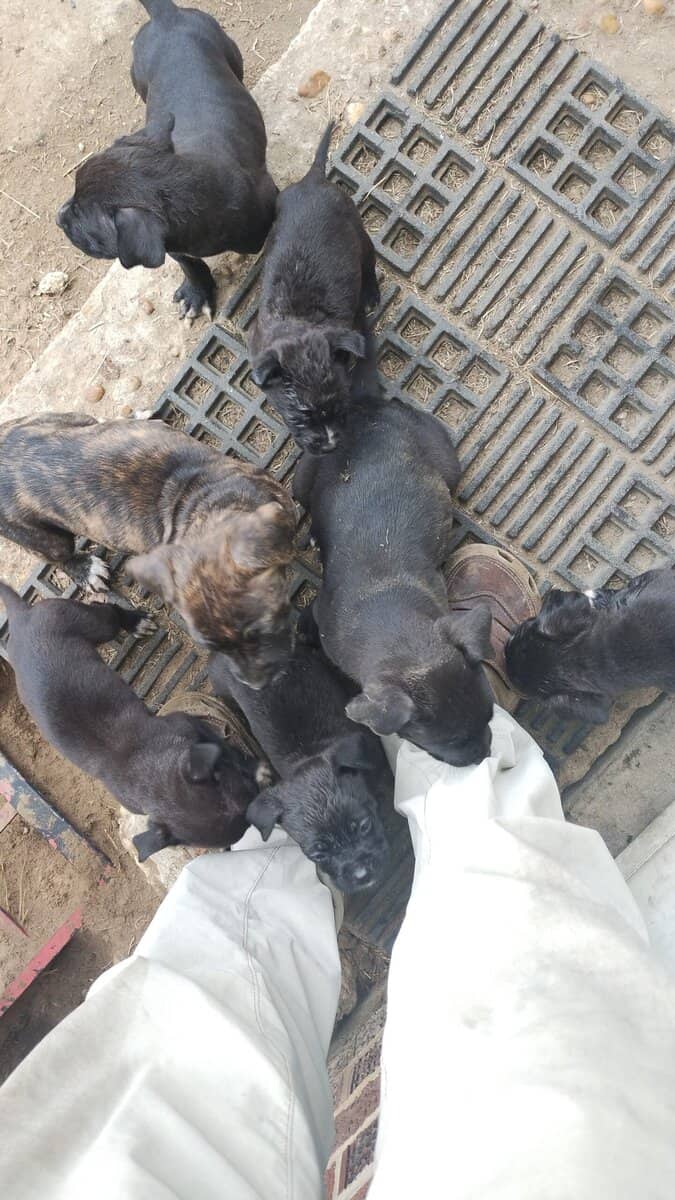 Cane-Corso puppies for sale image 1
