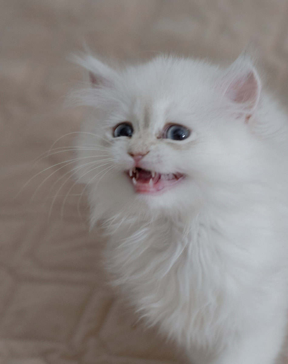Adorable British Longhair Golden Blue Point image 3