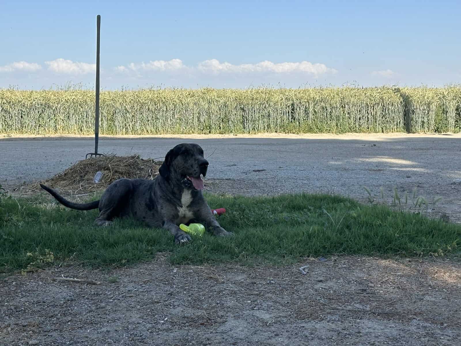 Dane puppy’s image 5