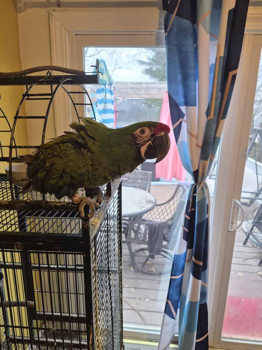 MACAW image 1