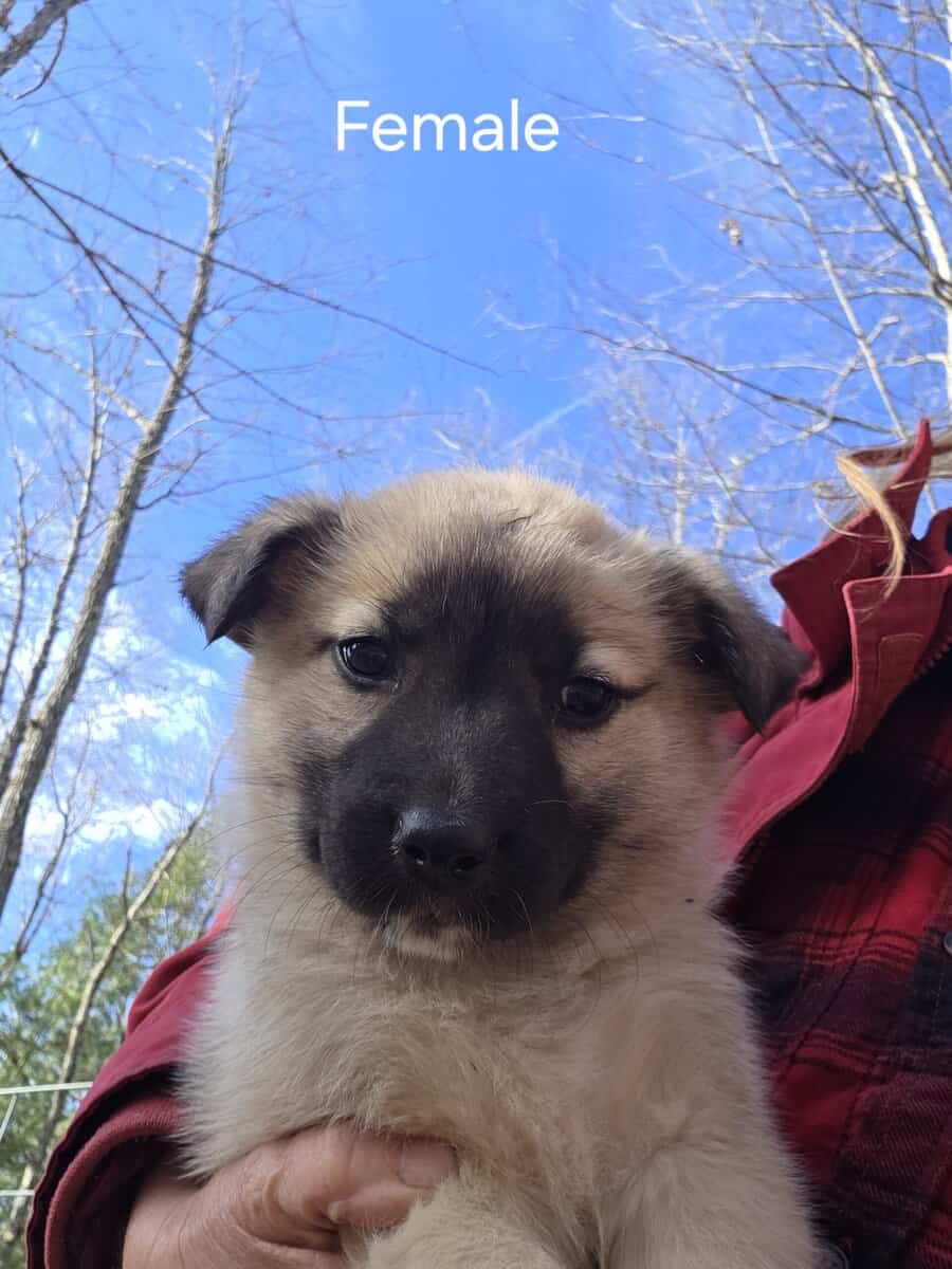 Pyrenees Mix Puppies in need of a home image 4