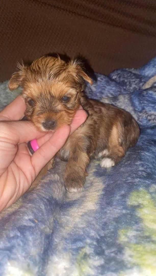 Yorkies image 5