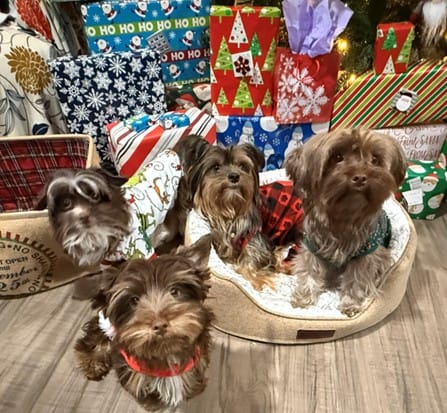Rare Bitter Chocolate Yorkipoo cuddle bug image 8
