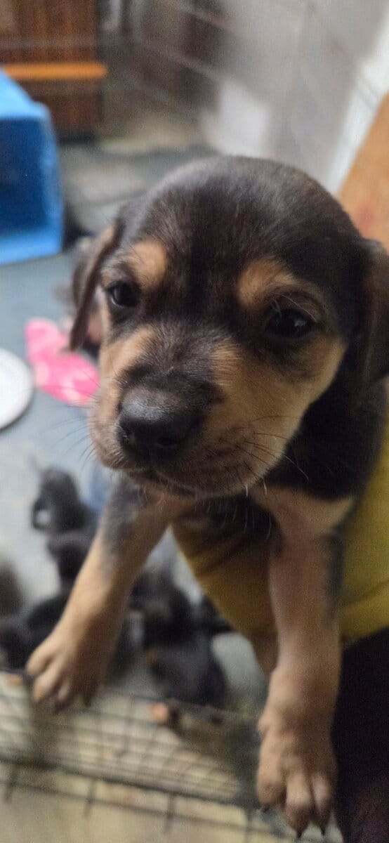 Chocolate Lab/Brindle Plott Hound mix puppies image 5