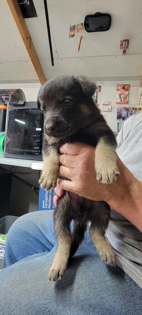 AKC Registered German Shepherd Puppies image 5
