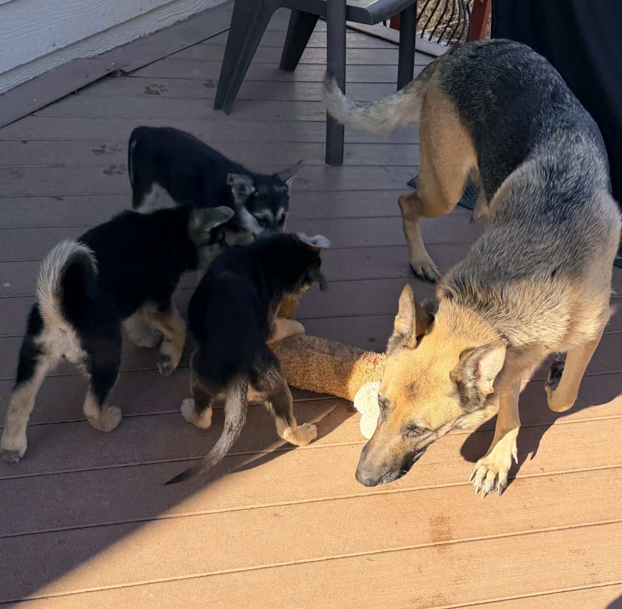 German shepherd/ white shepherd puppies image 4