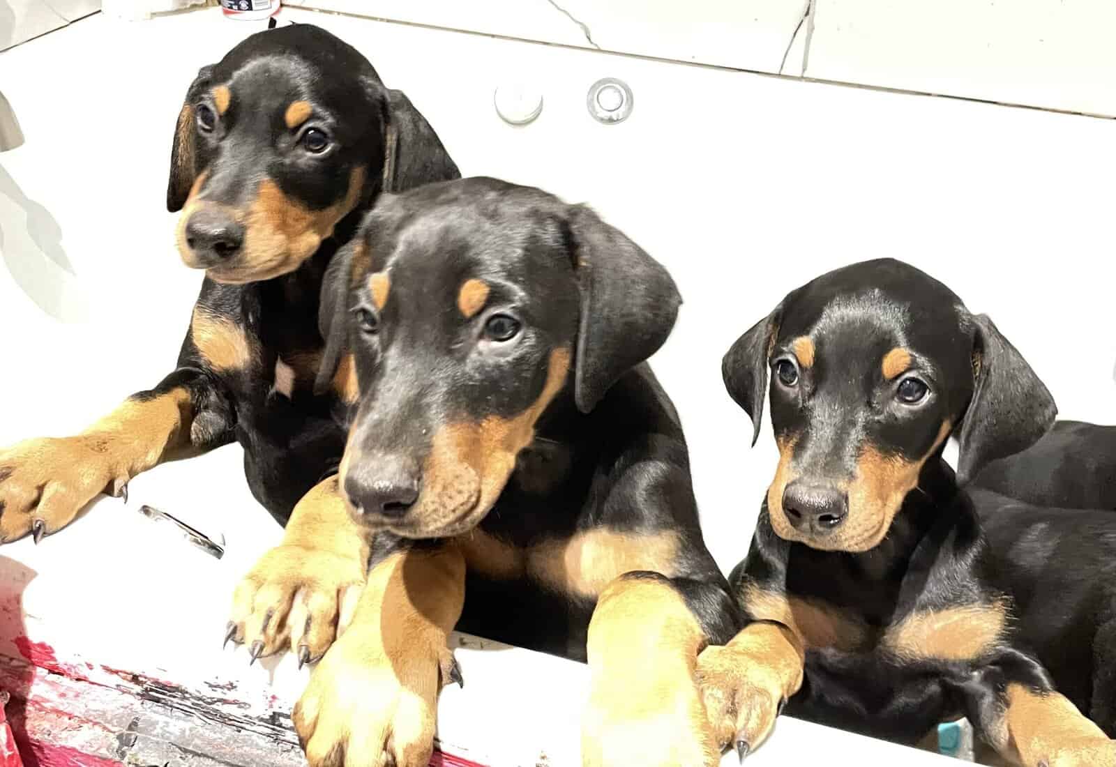 Doberman Puppies image 9