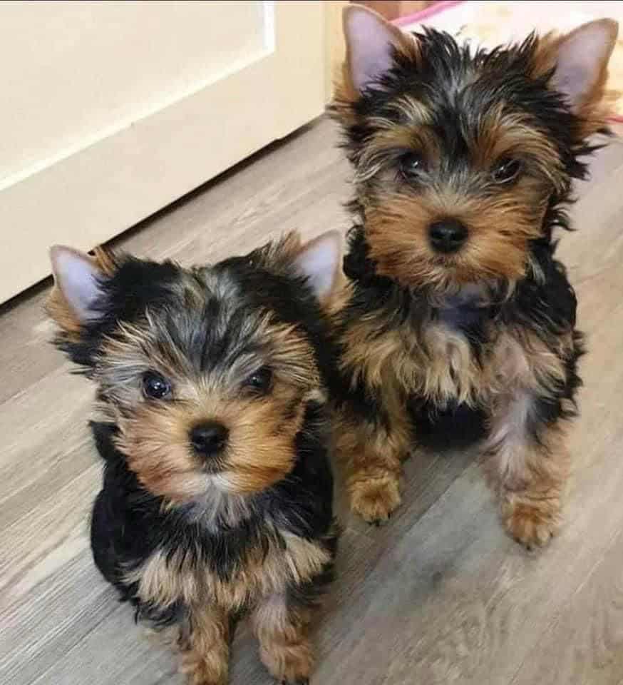 Yorkies image 6