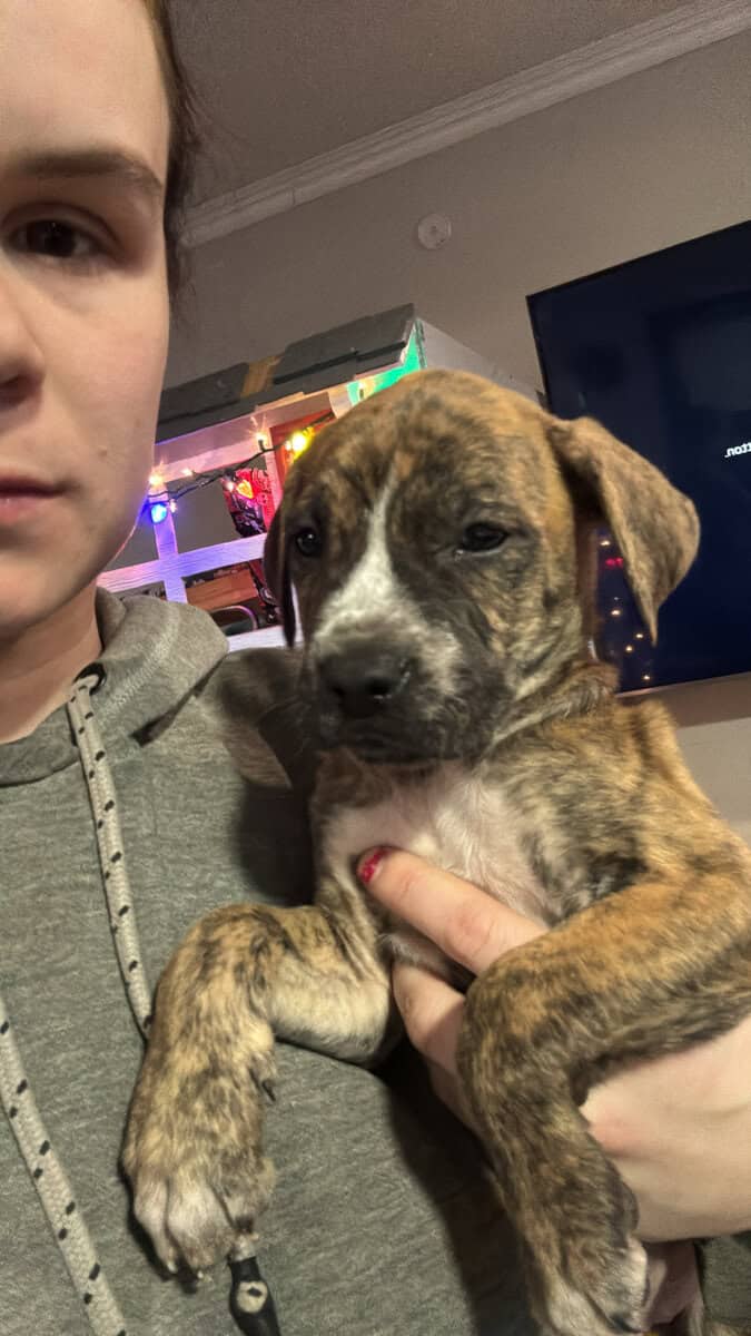 Puppies and young male dogs image 6