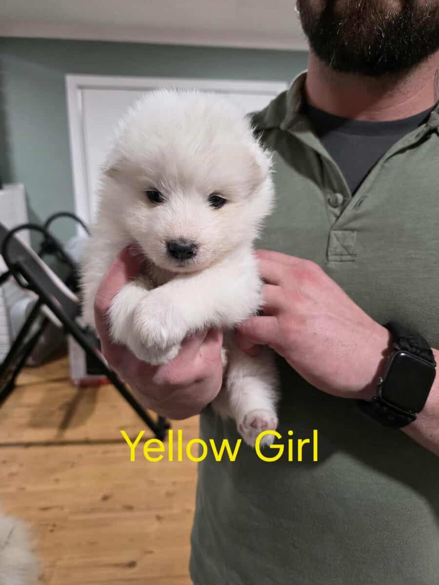 Beautiful Samoyed Puppies image 3