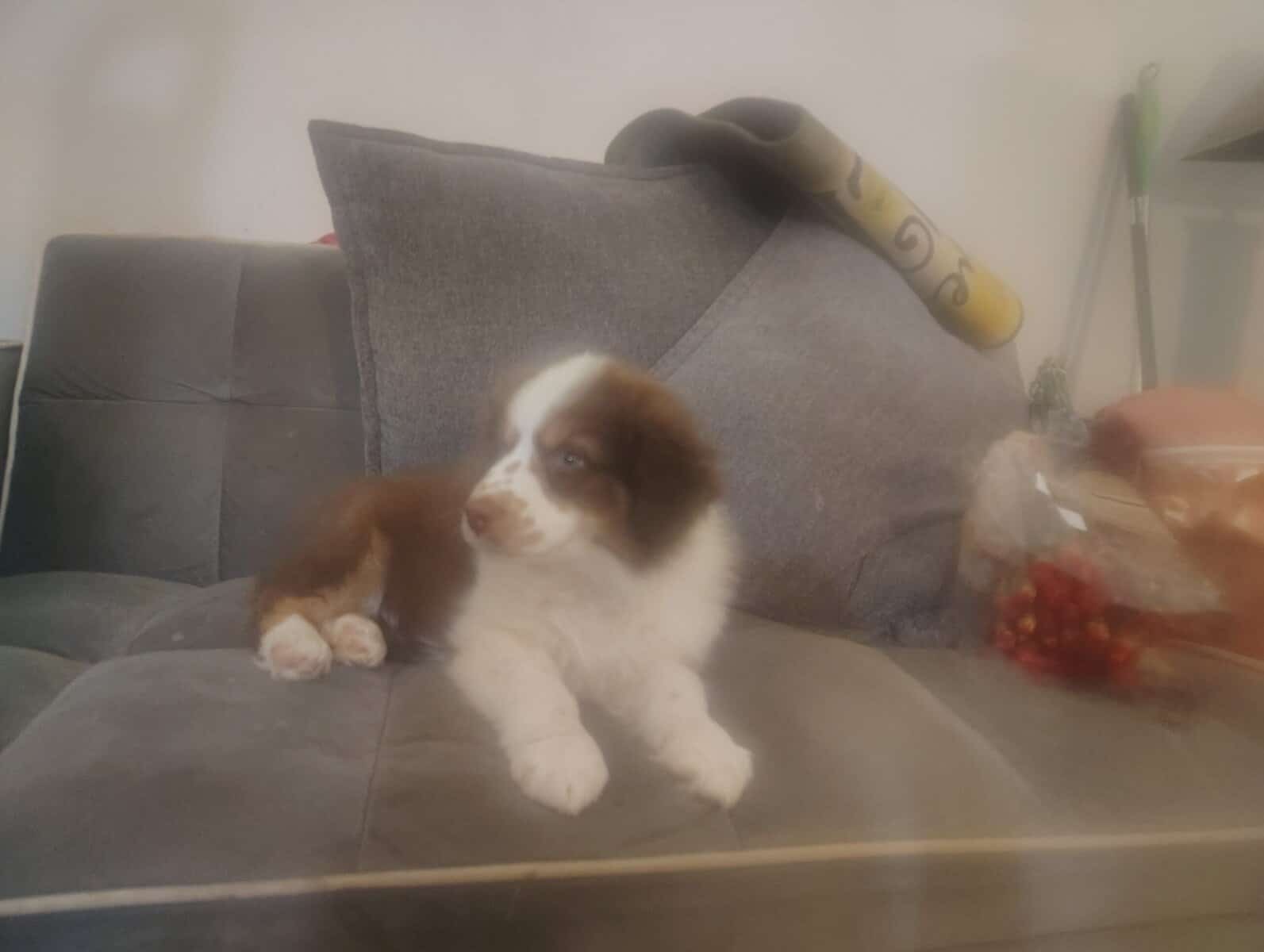 Australian Shepherd image 3