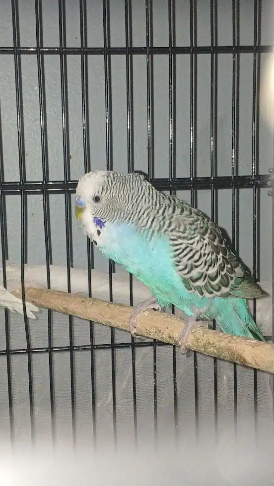 Easty & Icicle, 2 male sky-blue budgies (35 ea.) image 5