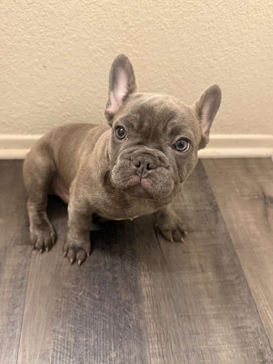 French bull dog puppy image 4