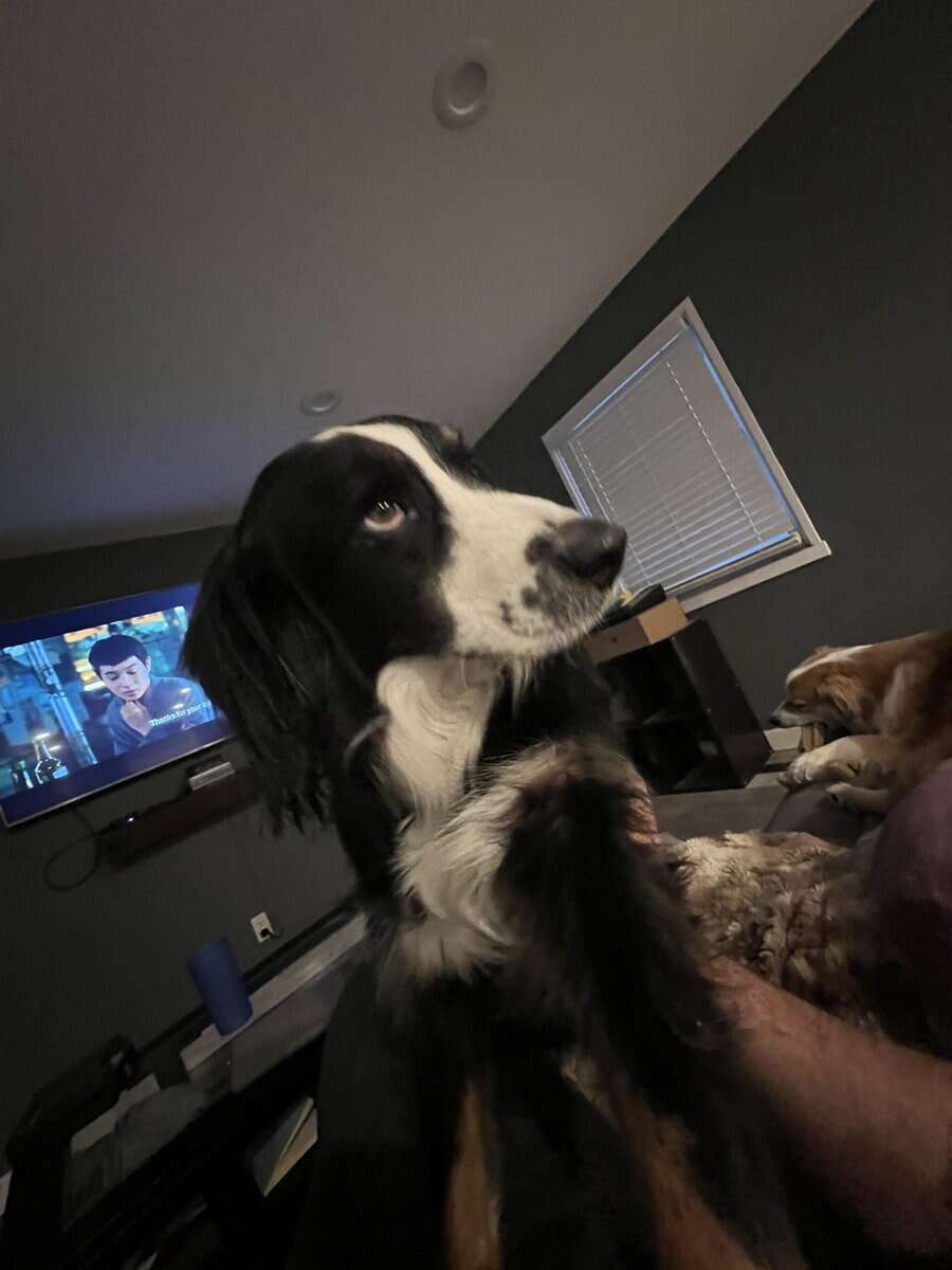 Your Hiking, Running, Couch-Cuddling Partner image 4